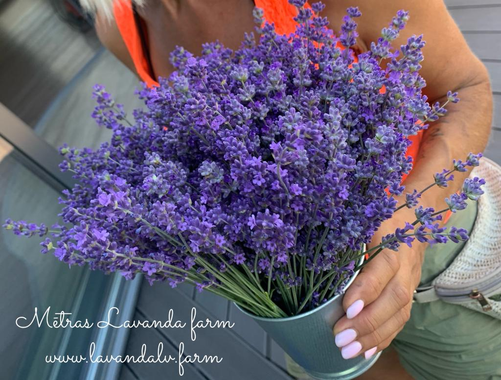 Mētras Lavanda Farm Mētras Lavanda Farm